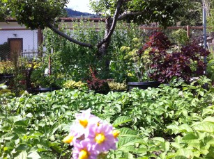 2014 07 02 veggie garden